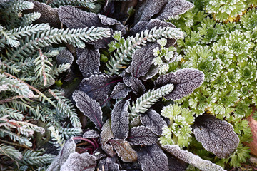 In the late autumn the frost has decorated plants in a flower bed with hoarfrost.