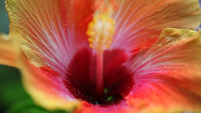 hibiscus flower on a rainy day