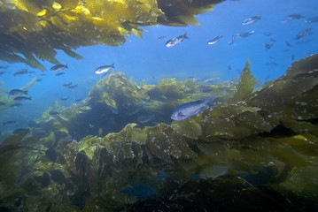 Fototapeta na wymiar Seaweed kelp habitat at California underwater reef