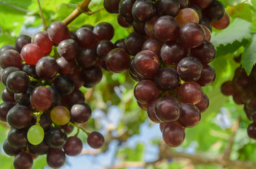 Ripening red grapes in countryside vineyard for red wine,Thailan