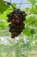 Ripening red grapes in countryside vineyard for red wine,Thailan