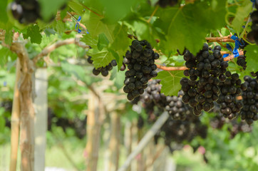 Ripening red grapes in countryside vineyard for red wine,Thailan