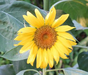 Sunflower like the sun.