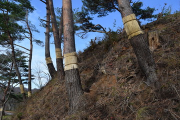 Fototapeta premium 松のこも巻き／山形県の山間部にある風光明媚な公園で、松の木に「こも巻き」を施術した風景を撮影した写真です。こも巻きは害虫駆除法で、マツカレハの幼虫（マツケムシ）を除去する方法のひとつです。春先に、この「こも」の中で越冬したマツカレハの幼虫を「こも」と一緒に焼却し、マツカレハの駆除をするのが目的です。11月頃に施術される為、冬支度のように解釈される向きもありますが、決して防寒が目的ではありません。