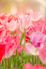 Obraz premium Beautiful pink tulips in the spring time