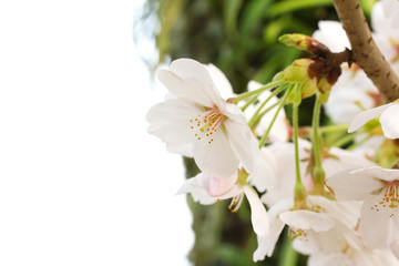 Cherry blossoms