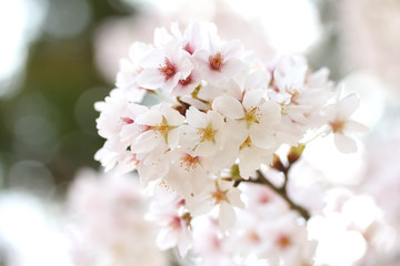 Cherry blossoms