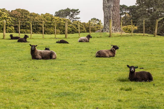 One Tree Hill, Cornwall Park Auckland, New Zealand in Spring