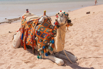 Egyptian camel on the beach.