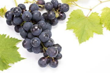 Fototapeta premium 白バックのぶどうの実と葉
