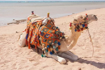 Foto op Plexiglas Kameel Egyptische kameel op het strand.