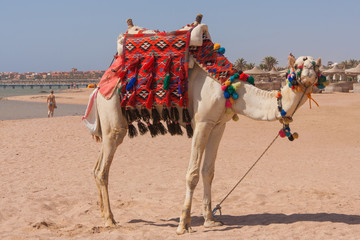 Egyptian camel on the beach.