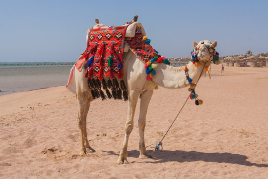Egyptian camel on the beach.