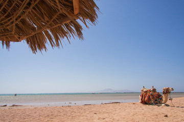 Fototapeta na wymiar Egyptian camel on the beach.