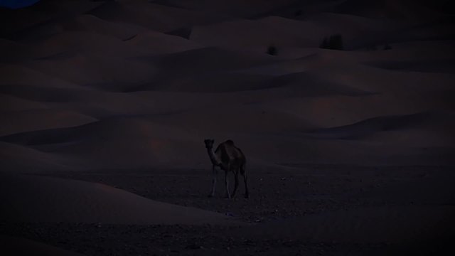Sahara desert. A dromedary camel at night.