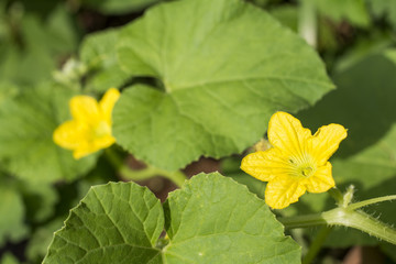 メロンの花