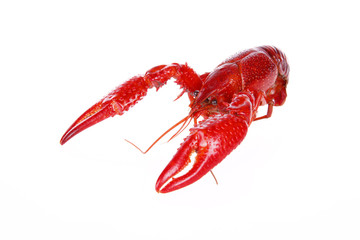 Crawfish