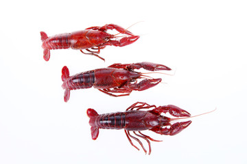 Crawfish