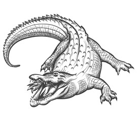 Hand drawn crocodile