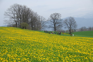 Micro shot of the Flowers