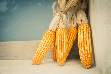 Dry corn cob on wooden rack with vintage wall background