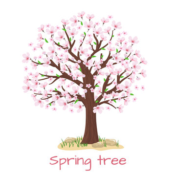 Spring blossom cherry tree vector