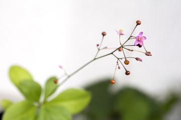 ハゼランの花