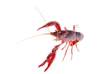 Crawfish