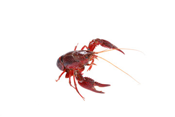 Crawfish
