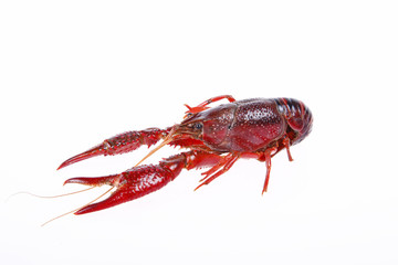 Crawfish