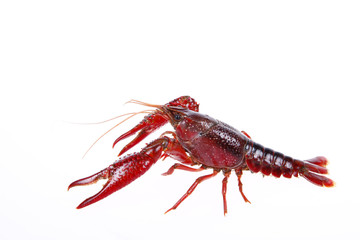 Crawfish