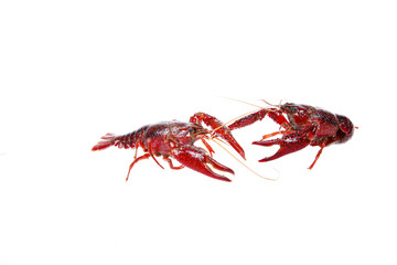 Crawfish