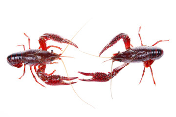 Crawfish