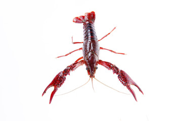 Crawfish