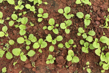 little lettuce plants on a field.
