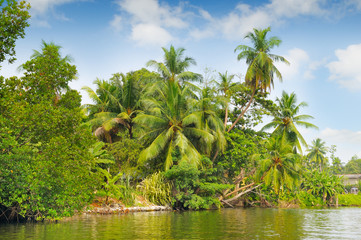 Obraz premium Tropical palm forest on the river bank