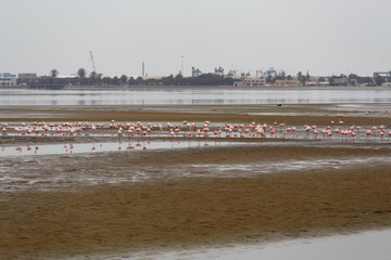 Rosy Flamingo colony in Walvis Bay