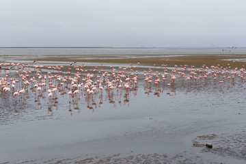 Fototapeta na wymiar Rosy Flamingo colony in Walvis Bay