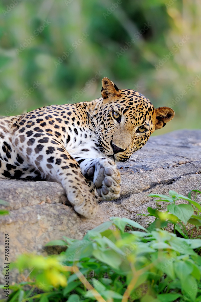 Canvas Prints leopard