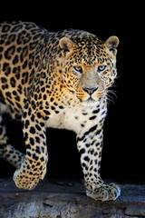 Fototapeta premium Leopard portrait on dark background