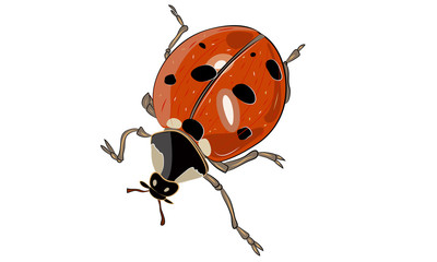Ladybug