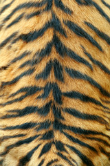 Obraz premium Texture of real tiger skin
