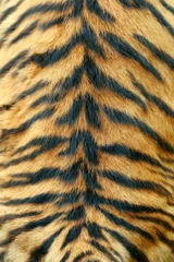 Papier Peint photo Lavable Tigre Texture of real tiger skin