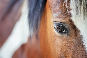 Obraz premium Close horse eye