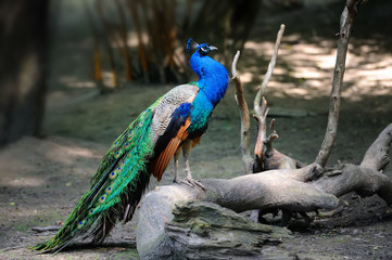 Peacock on branch