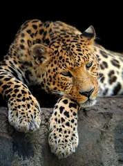 Fotobehang Leopard portrait on dark background © byrdyak