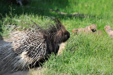 Porcupine on grass