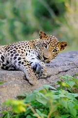 Fotobehang Leopard © byrdyak