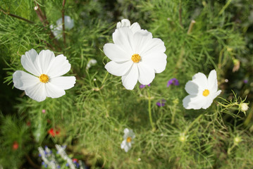 Obraz premium 野原の花々