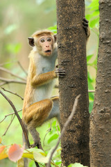 Monkey in the living nature